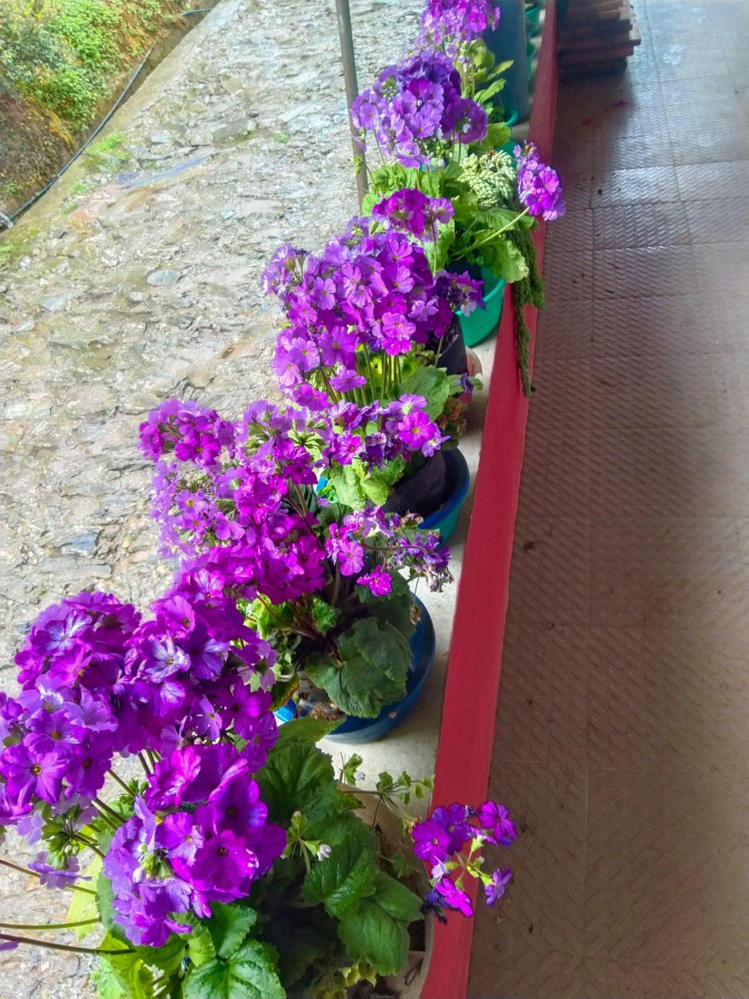 Ravangla The Himalayan Resort מראה חיצוני תמונה