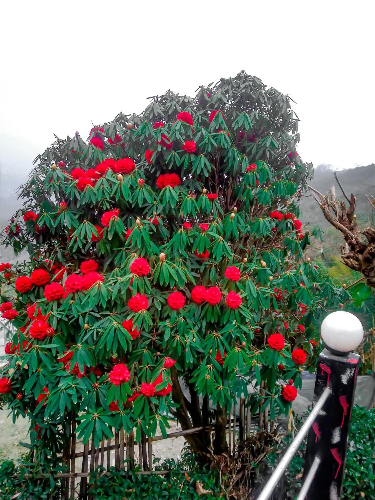 Ravangla The Himalayan Resort מראה חיצוני תמונה